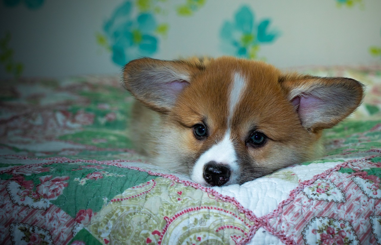 99exch Review: Features, Benefits, and How It Connects with ReddDyBook & CricBet99